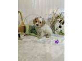 English Toy Spaniel Puppy for sale in Belding, MI, USA