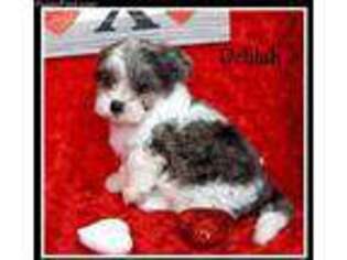 Shih-Poo Puppy for sale in Taylor, AR, USA