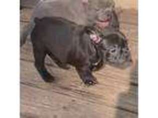 French Bulldog Puppy for sale in Beattyville, KY, USA