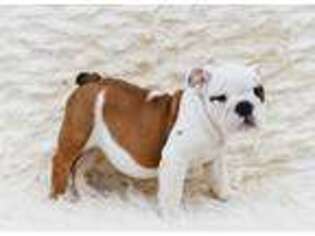 Bulldog Puppy for sale in Destin, FL, USA