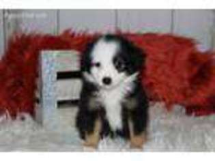 Miniature Australian Shepherd Puppy for sale in Crane, MO, USA