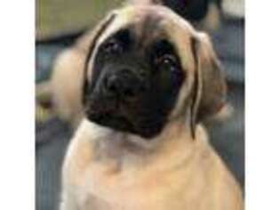 Mastiff Puppy for sale in Wyandotte, MI, USA