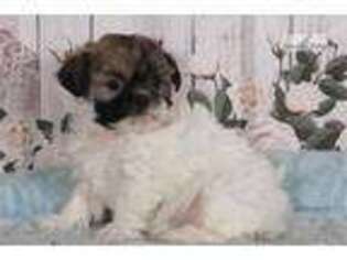 Lhasa Apso Puppy for sale in Williamsport, PA, USA