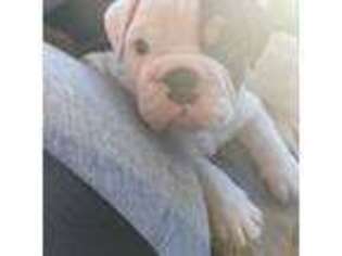 Bulldog Puppy for sale in Milltown, NJ, USA