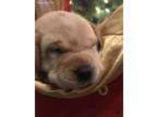 Labrador Retriever Puppy for sale in Saint Clairsville, OH, USA