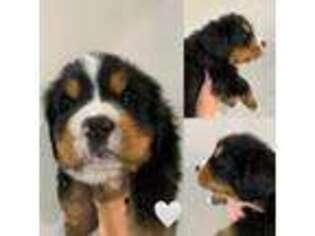 Bernese Mountain Dog Puppy for sale in Liberty Center, IN, USA