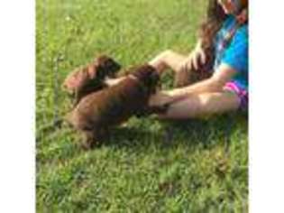Labrador Retriever Puppy for sale in Hemphill, TX, USA
