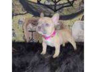 French Bulldog Puppy for sale in Yorktown, IN, USA