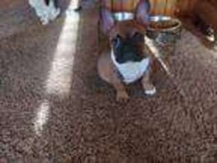 French Bulldog Puppy for sale in Northome, MN, USA
