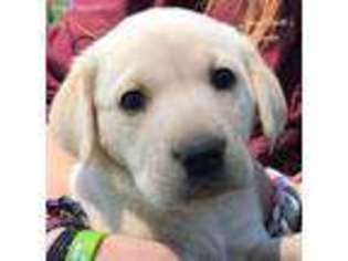 Labrador Retriever Puppy for sale in Kamiah, ID, USA