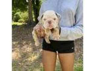 Bulldog Puppy for sale in Athens, GA, USA