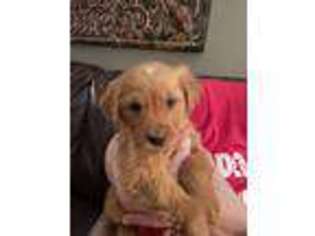 Golden Retriever Puppy for sale in Abilene, TX, USA