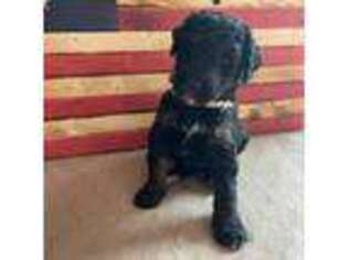 Mutt Puppy for sale in New Kent, VA, USA