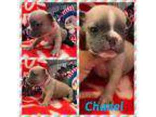 French Bulldog Puppy for sale in Fayetteville, NC, USA