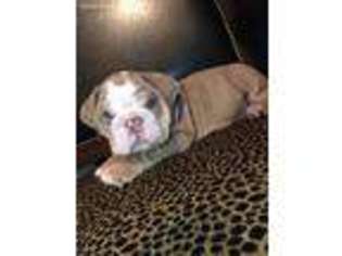 Bulldog Puppy for sale in Conyers, GA, USA