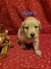 Golden Retriever Puppy for sale in Catawba, NC, USA