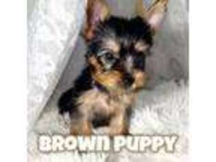 Yorkshire Terrier Puppy for sale in Moreno Valley, CA, USA