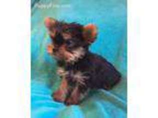 Yorkshire Terrier Puppy for sale in Auburn, NE, USA