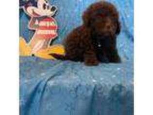 Labradoodle Puppy for sale in Homestead, FL, USA