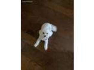Maltese Puppy for sale in Broussard, LA, USA