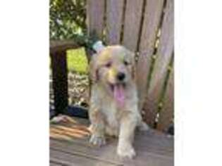 Goldendoodle Puppy for sale in Himrod, NY, USA