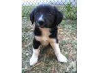 Border Collie Puppy for sale in RANDOLPH, NY, USA