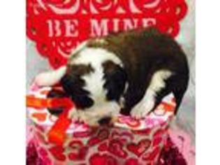 Saint Bernard Puppy for sale in Little Falls, NY, USA