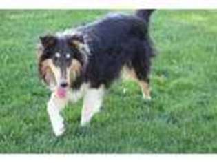 Collie Puppy for sale in Homedale, ID, USA