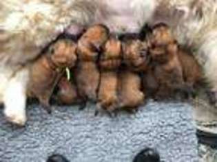 Chow Chow Puppy for sale in Paducah, KY, USA