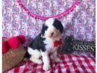 Old English Sheepdog Puppy for sale in La Center, KY, USA