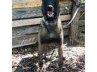 Belgian Malinois Puppy for sale in Industry, IL, USA