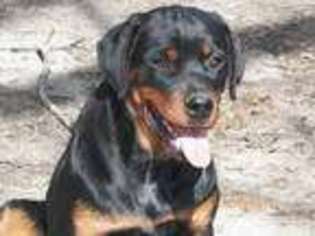 Rottweiler Puppy for sale in Green Pond, SC, USA