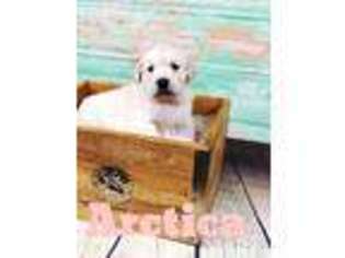 Mutt Puppy for sale in Utica, KY, USA