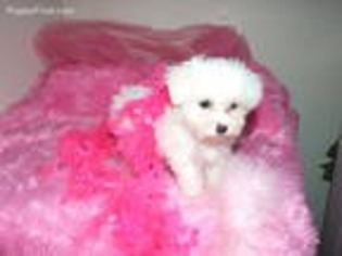 Maltese Puppy for sale in Texarkana, TX, USA