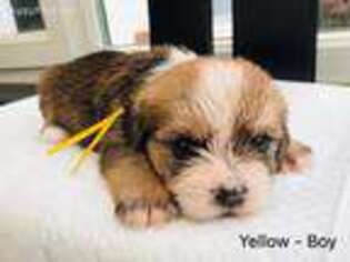 Shorkie Tzu Puppy for sale in Freehold, NJ, USA