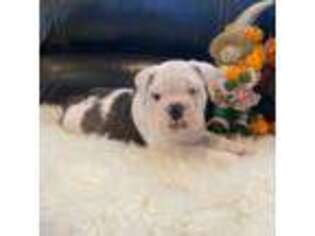 Bulldog Puppy for sale in Chicago, IL, USA