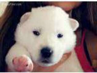 Full screen Photo #1 Siberian Husky Puppy For Sale in Northglenn, CO, USA