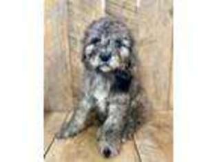 Labradoodle Puppy for sale in Cullman, AL, USA