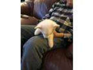 Pembroke Welsh Corgi Puppy for sale in Gordonville, TX, USA