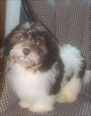 Havanese Puppy for sale in Molalla, OR, USA