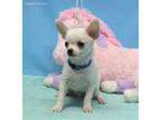 Chihuahua Puppy for sale in Willow Springs, MO, USA