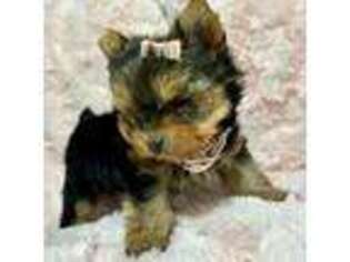 Yorkshire Terrier Puppy for sale in Miami, FL, USA