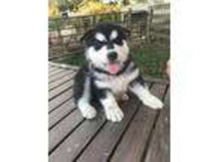 Alaskan Malamute Puppy for sale in Mayslick, KY, USA
