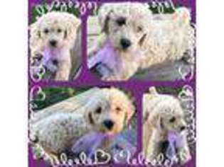 Labradoodle Puppy for sale in Dayton, TX, USA