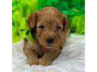 Cavapoo Puppy for sale in Bullard, TX, USA