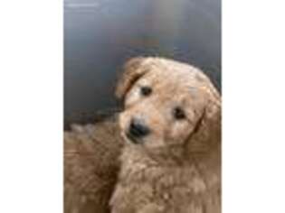 Goldendoodle Puppy for sale in Itasca, IL, USA