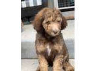 Goldendoodle Puppy for sale in Olathe, KS, USA