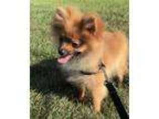 Pomeranian Puppy for sale in South Park, PA, USA