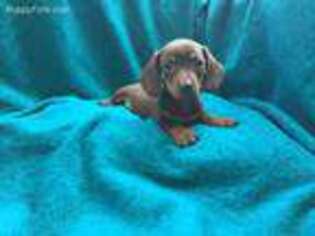 Dachshund Puppy for sale in Winesburg, OH, USA