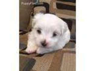 Maltese Puppy for sale in Hudson, FL, USA